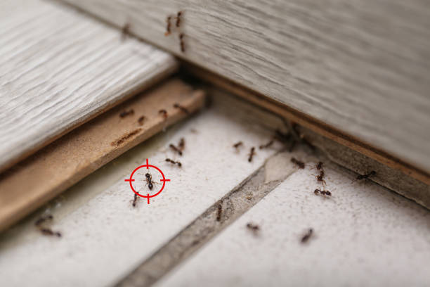  Powderly, TX Pest Control Pros