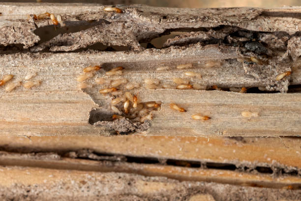 Best Best Pest Control Companies  in Powderly, TX
