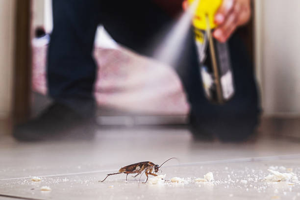 Best Affordable Pest Control Services  in Powderly, TX