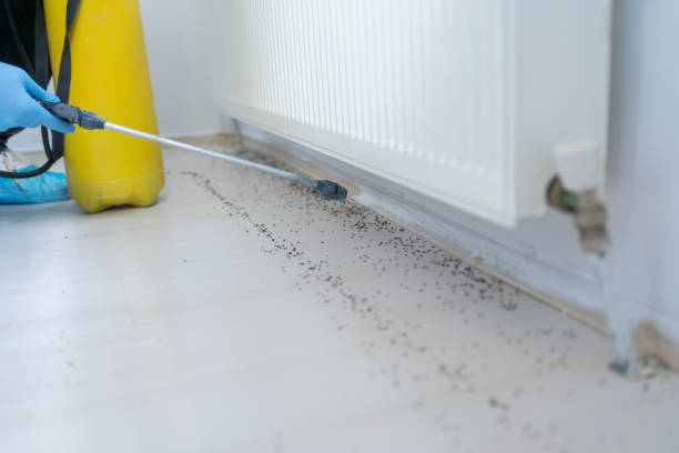 Best Flea Control Services  in Powderly, TX