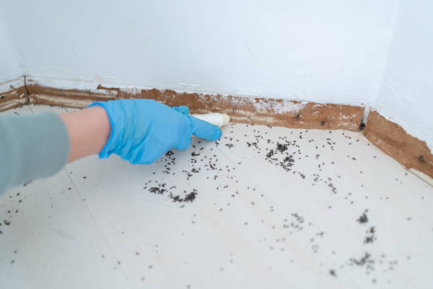 Trusted Powderly, TX Pest Control Experts